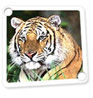tour guide delhi, wildlife tour, tiger tour, ranthambore national park